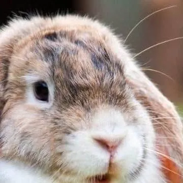 chat with ai character: rosie