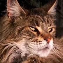 chat with ai character: tree 