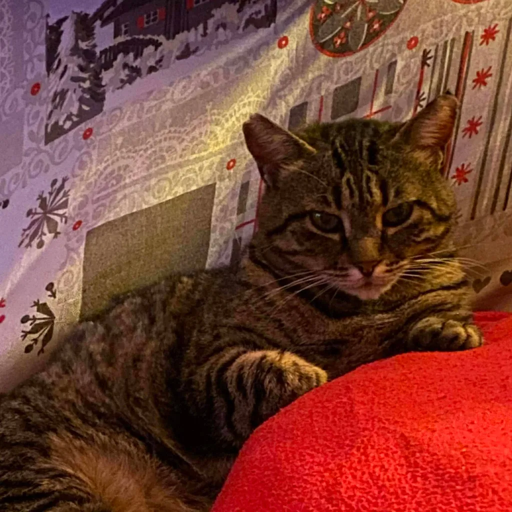 chat with ai character: bliztø