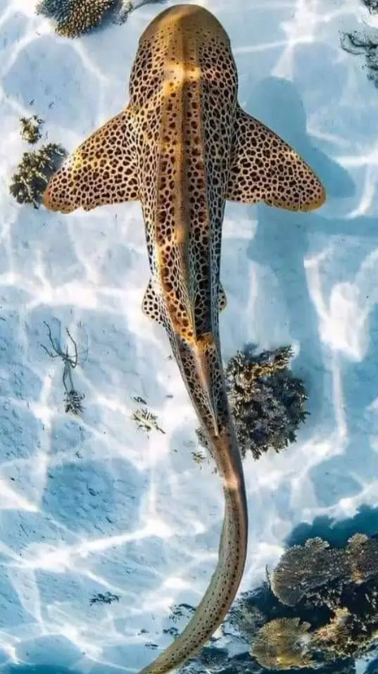 ai character: blitzø  background