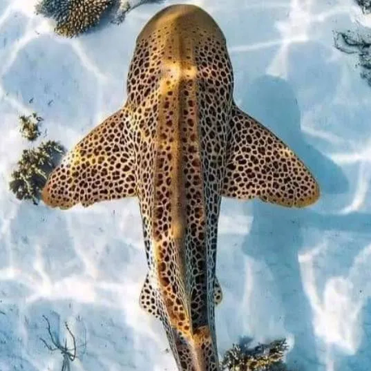 chat with ai character: blitzø 