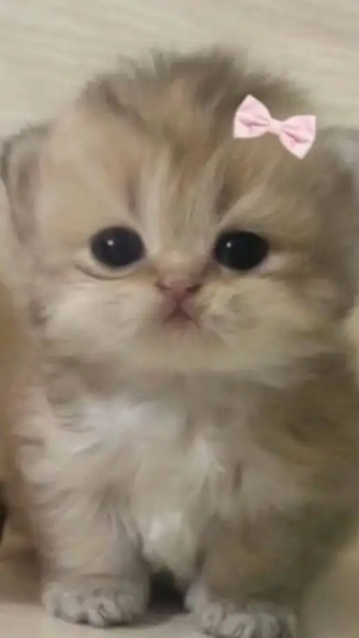 ai character: nbem background