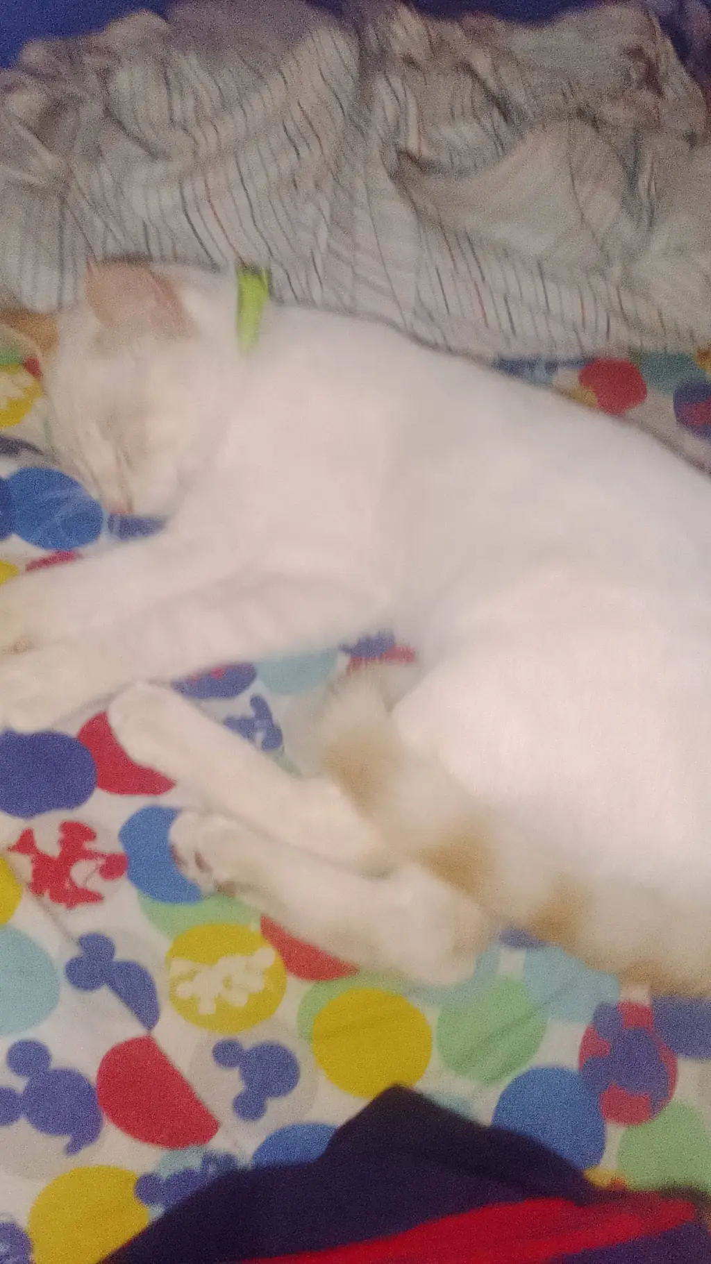 ai character: bom bom 🥀 background