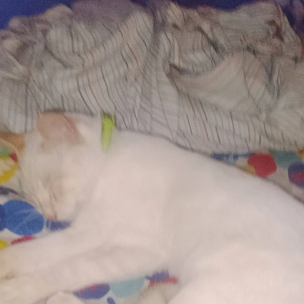 chat with ai character: bom bom 🥀