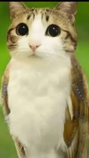 ai character: 🐱🦉Meowl🦉🐱 background