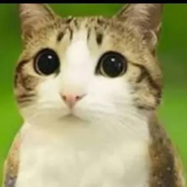 chat with ai character: 🐱🦉Meowl🦉🐱