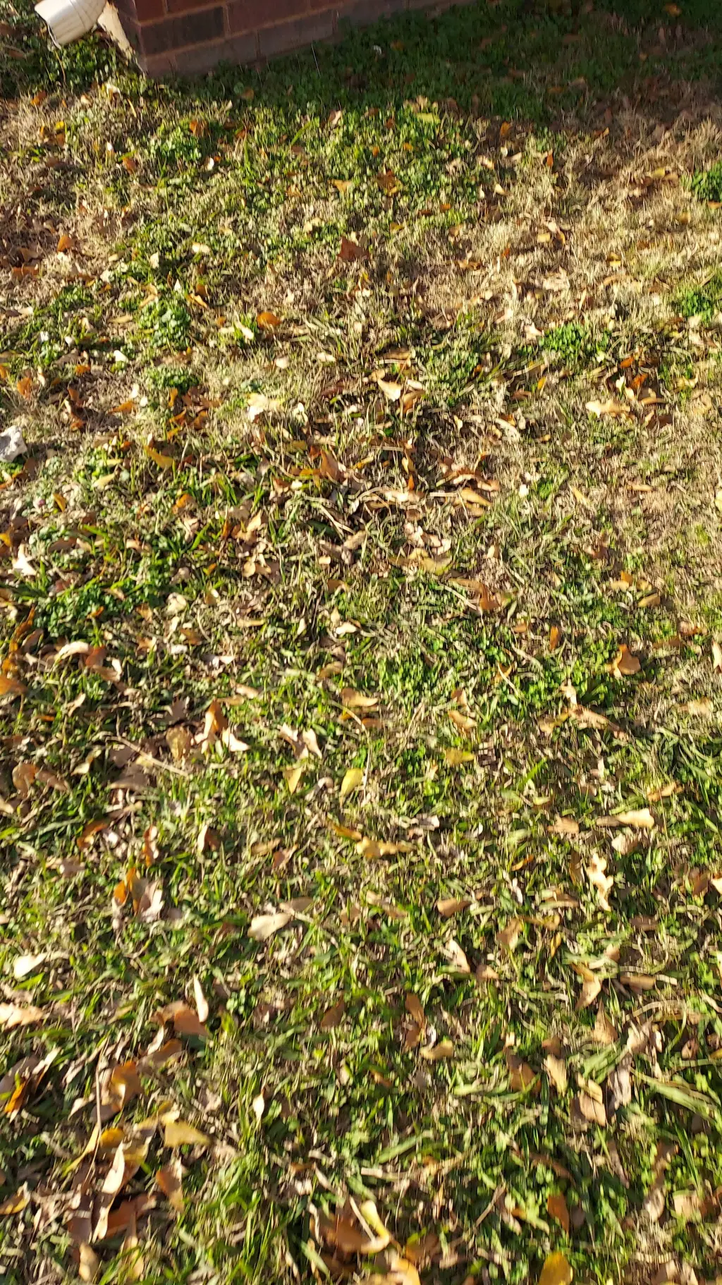 ai character: grass background