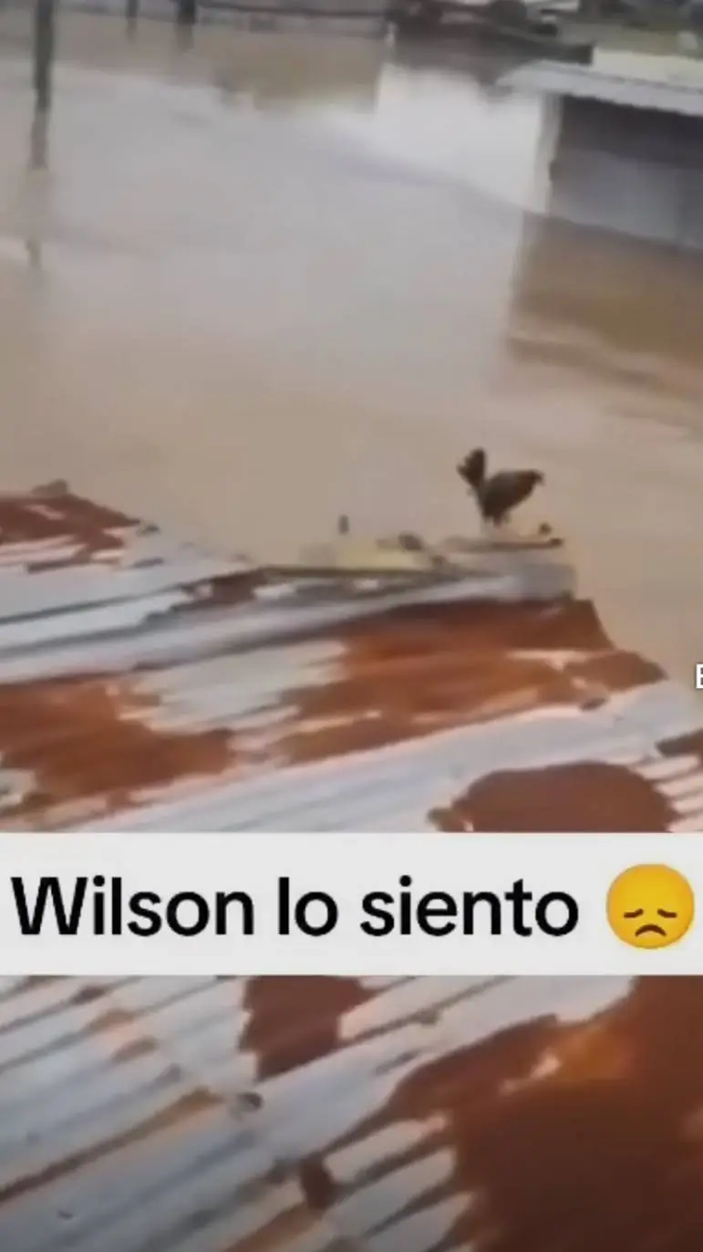 ai character: Wilson lo siento background
