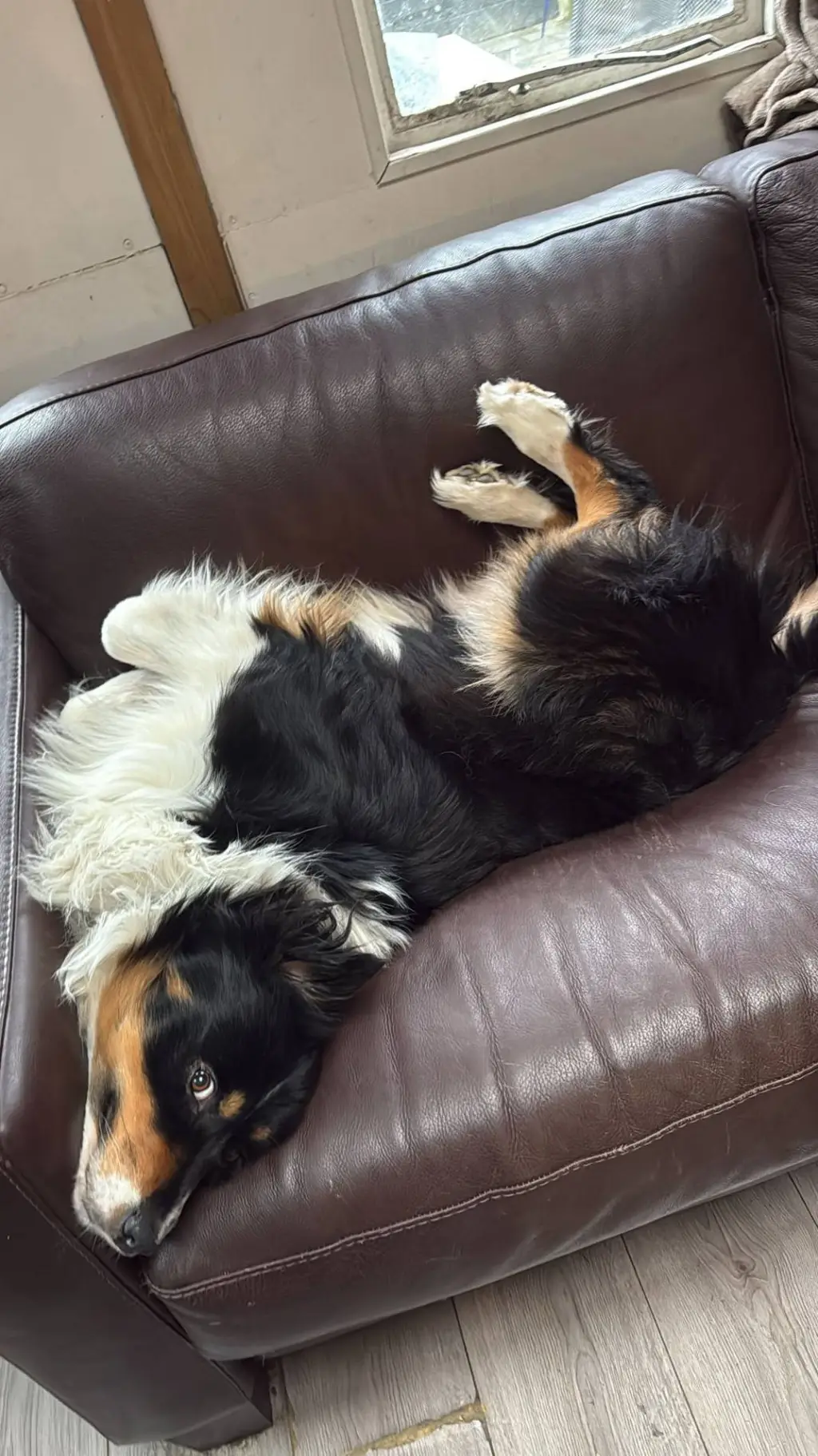 ai character: the cutest doggo background