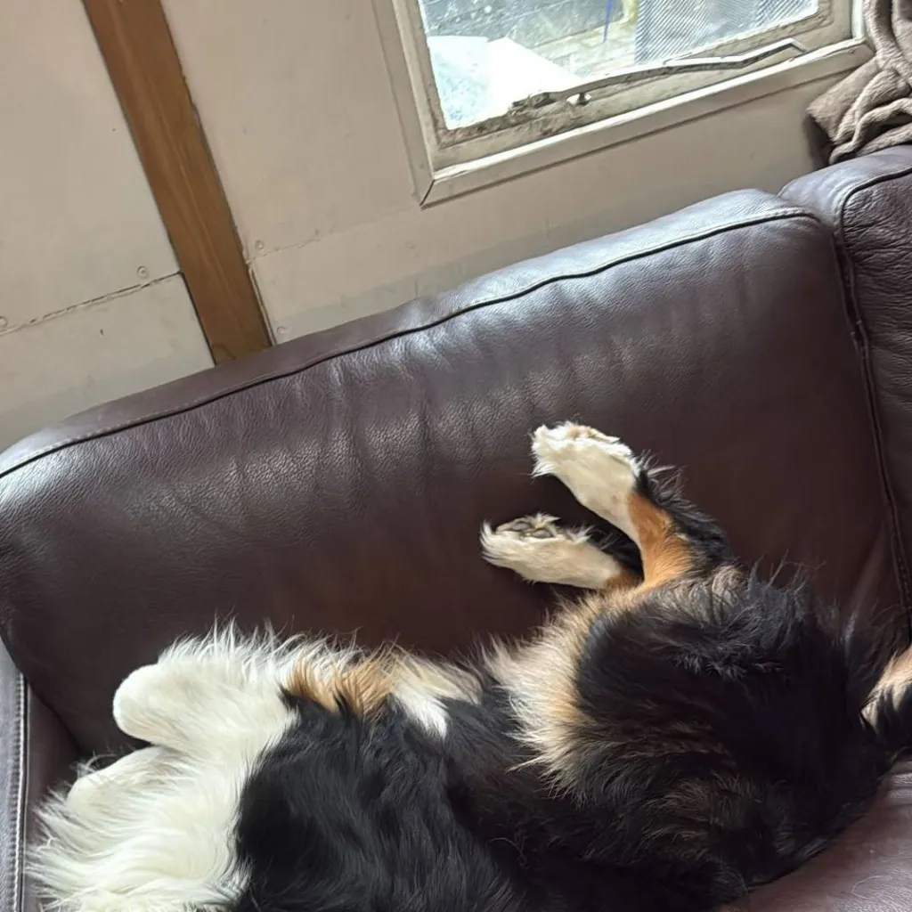 chat with ai character: the cutest doggo