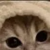 chat with ai character: Luvcat concert