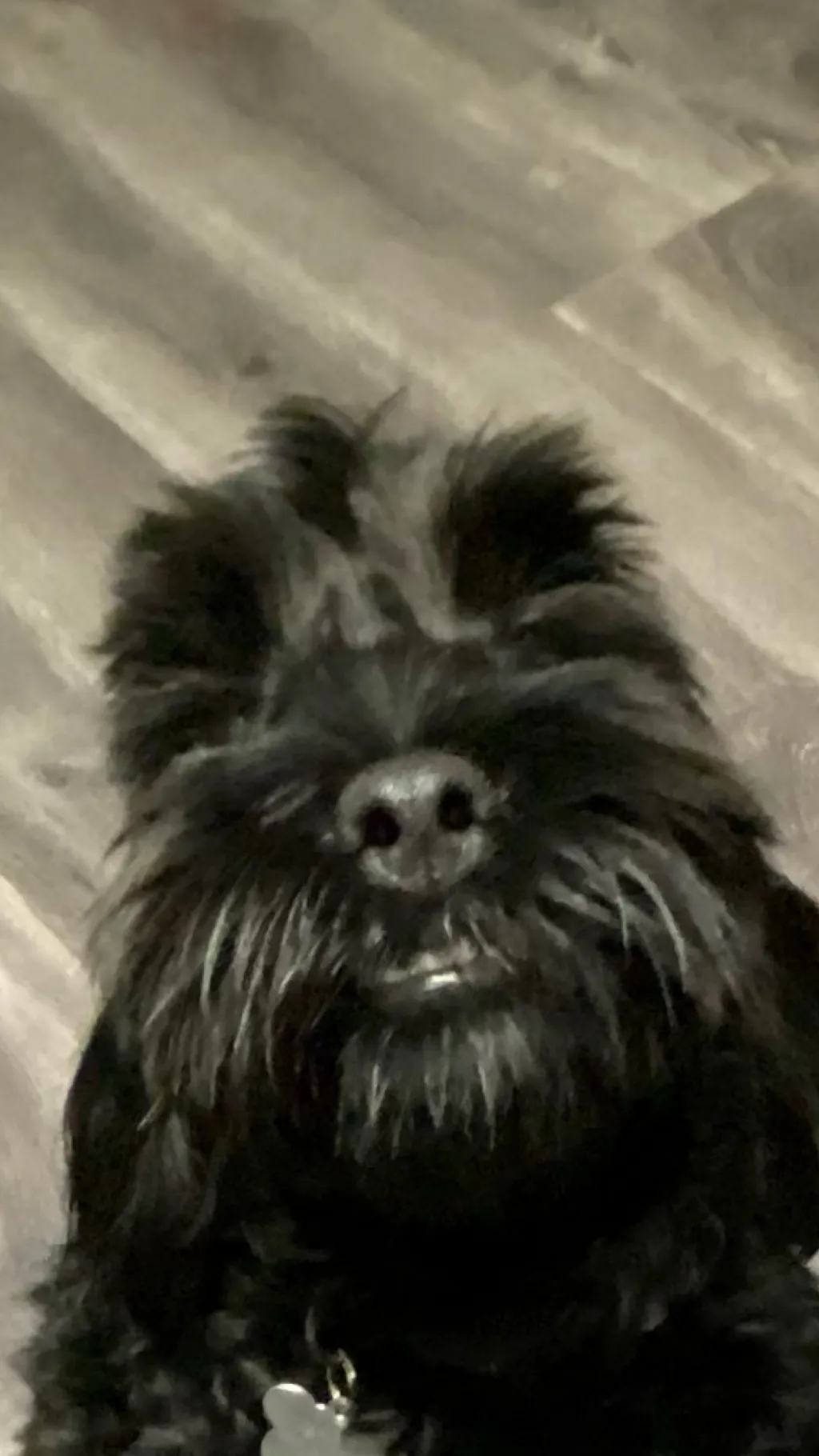 ai character: Vicious dog background