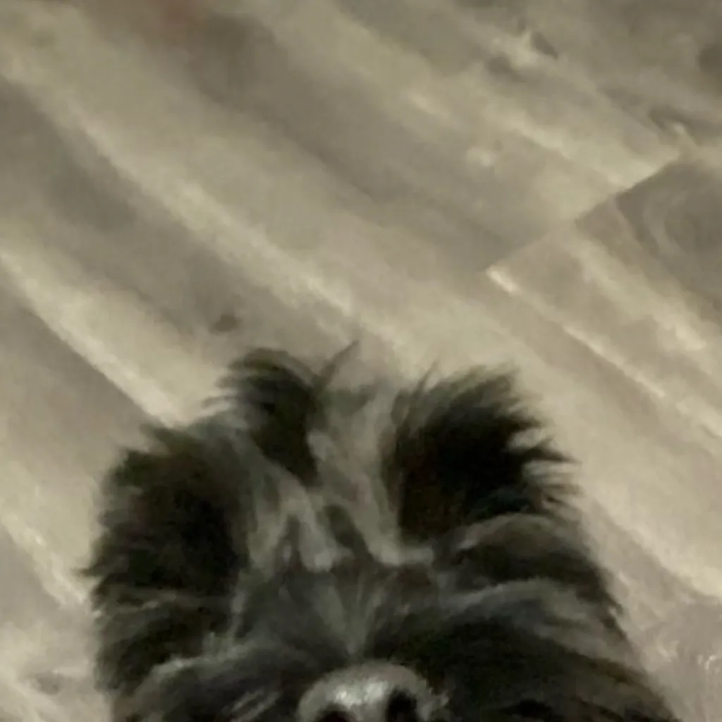 chat with ai character: Vicious dog