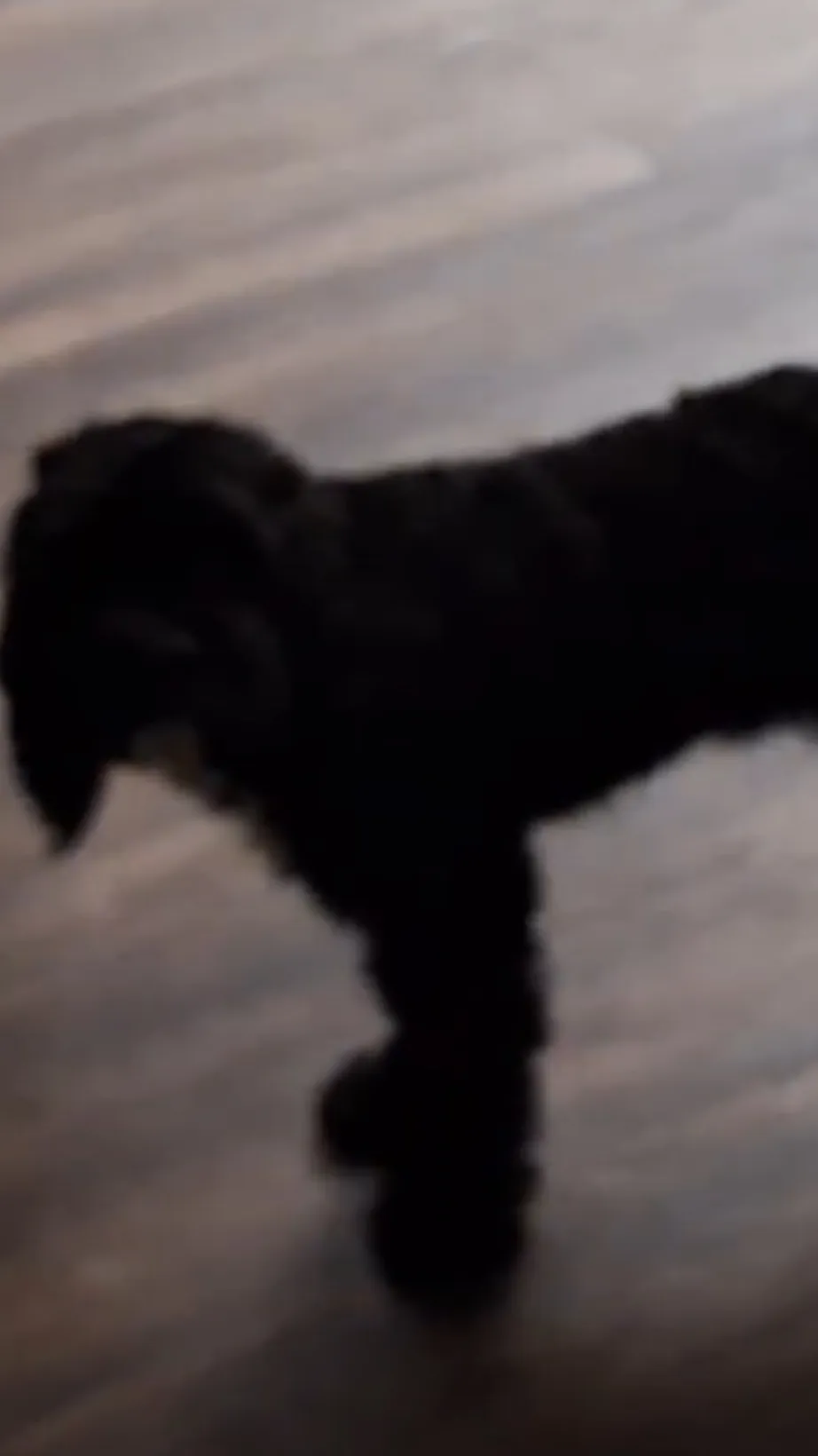 ai character:  your dog background