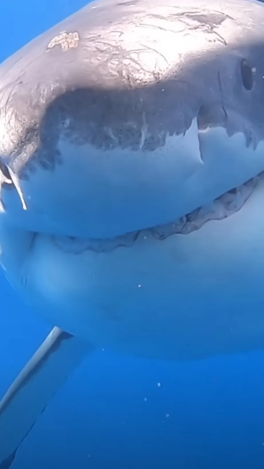 ai character: Shark bite background