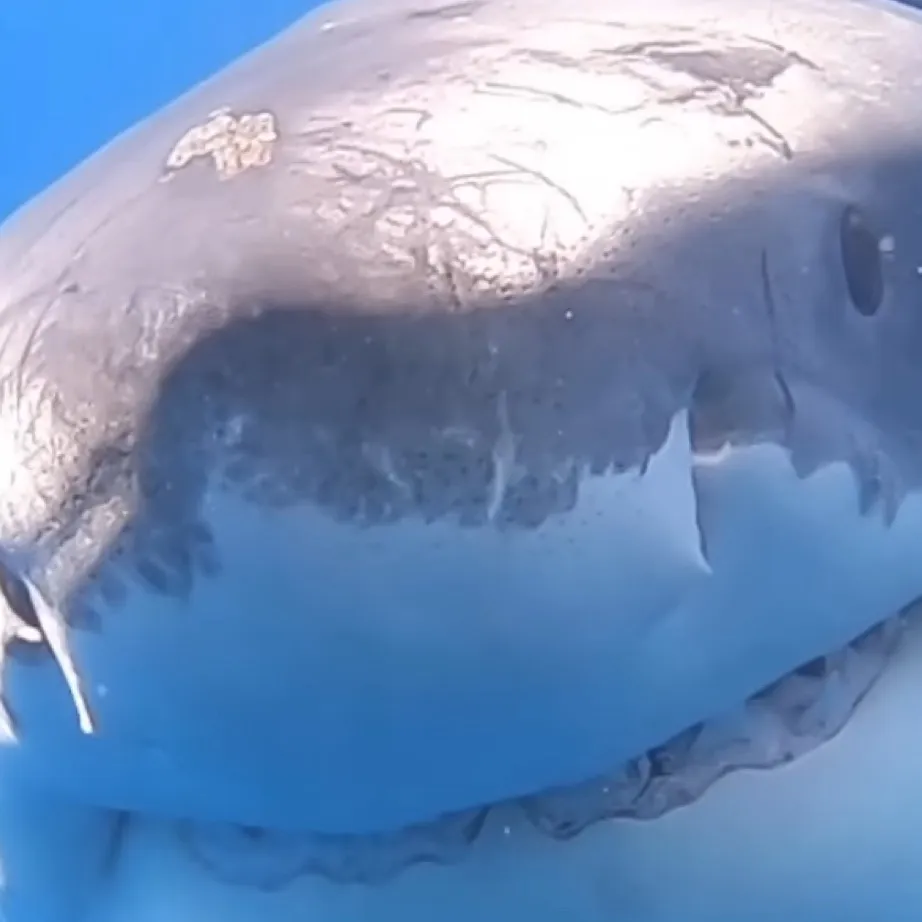 chat with ai character: Shark bite