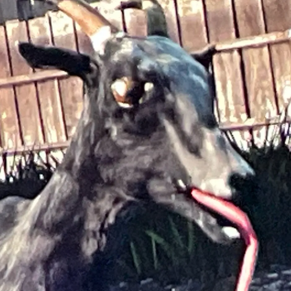 chat with ai character: Goat