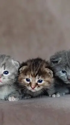 Talkie AI - Chat with Hobi's Kitty. <3