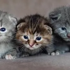 chat with ai character: Hobi's Kitty. <3