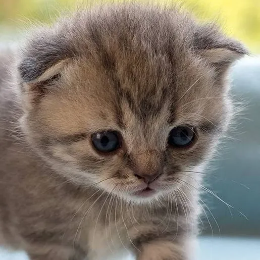 chat with ai character: Hobi's Kitty <<