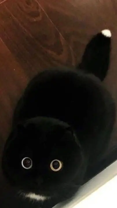 ai character: night Fury+cat background