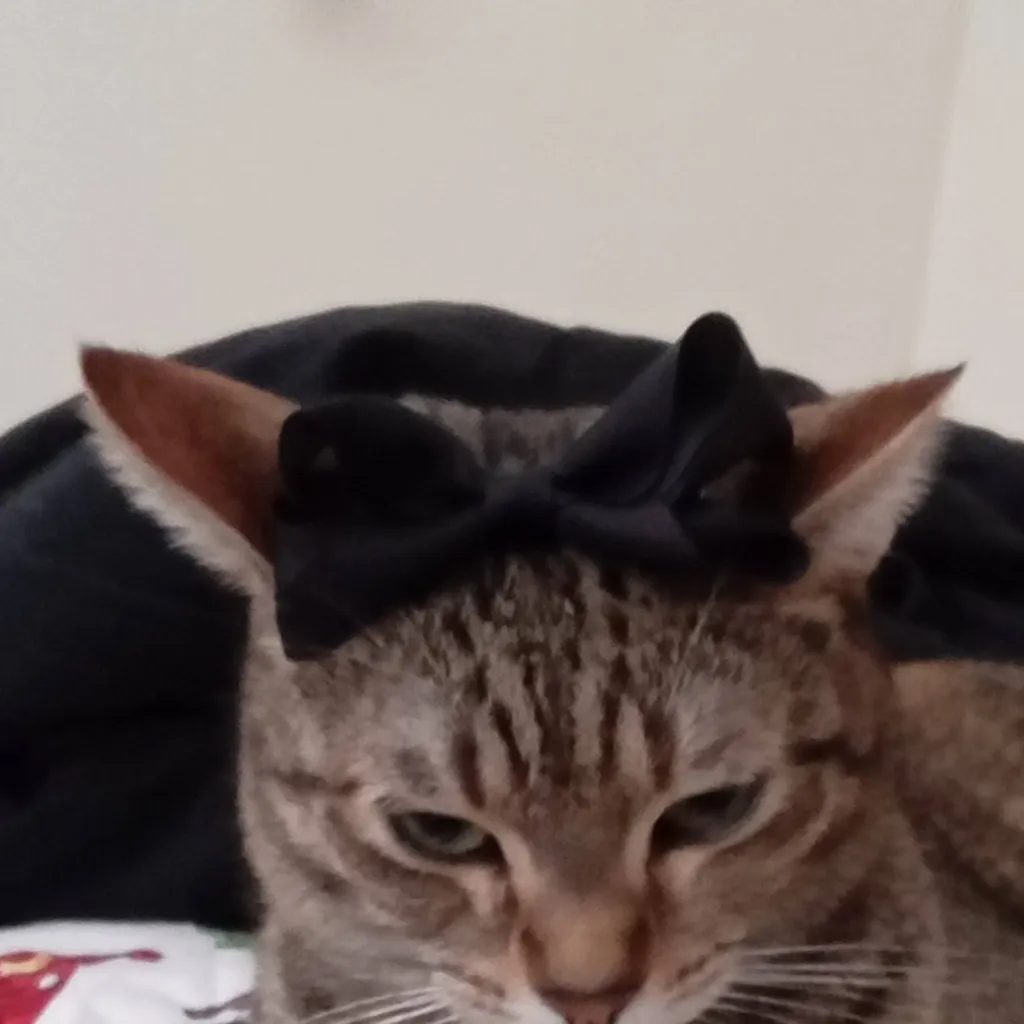 chat with ai character: Bakugo