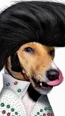 ai character: Elvis dawgly  background