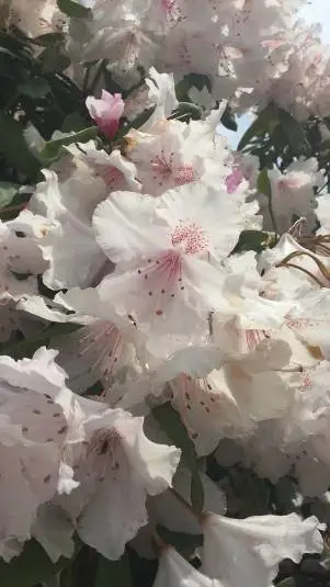 Talkie AI - Chat with tienda mascobunny🐰