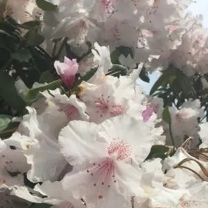 chat with ai character: tienda mascobunny🐰