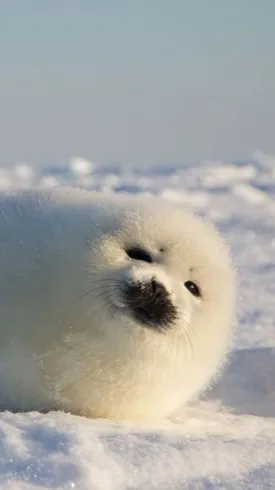 ai character: Harp seal  background