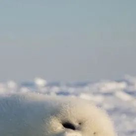 chat with ai character: Harp seal 