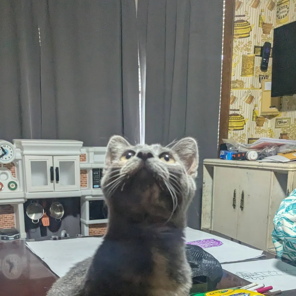 chat with ai character: luna cinnamon toas