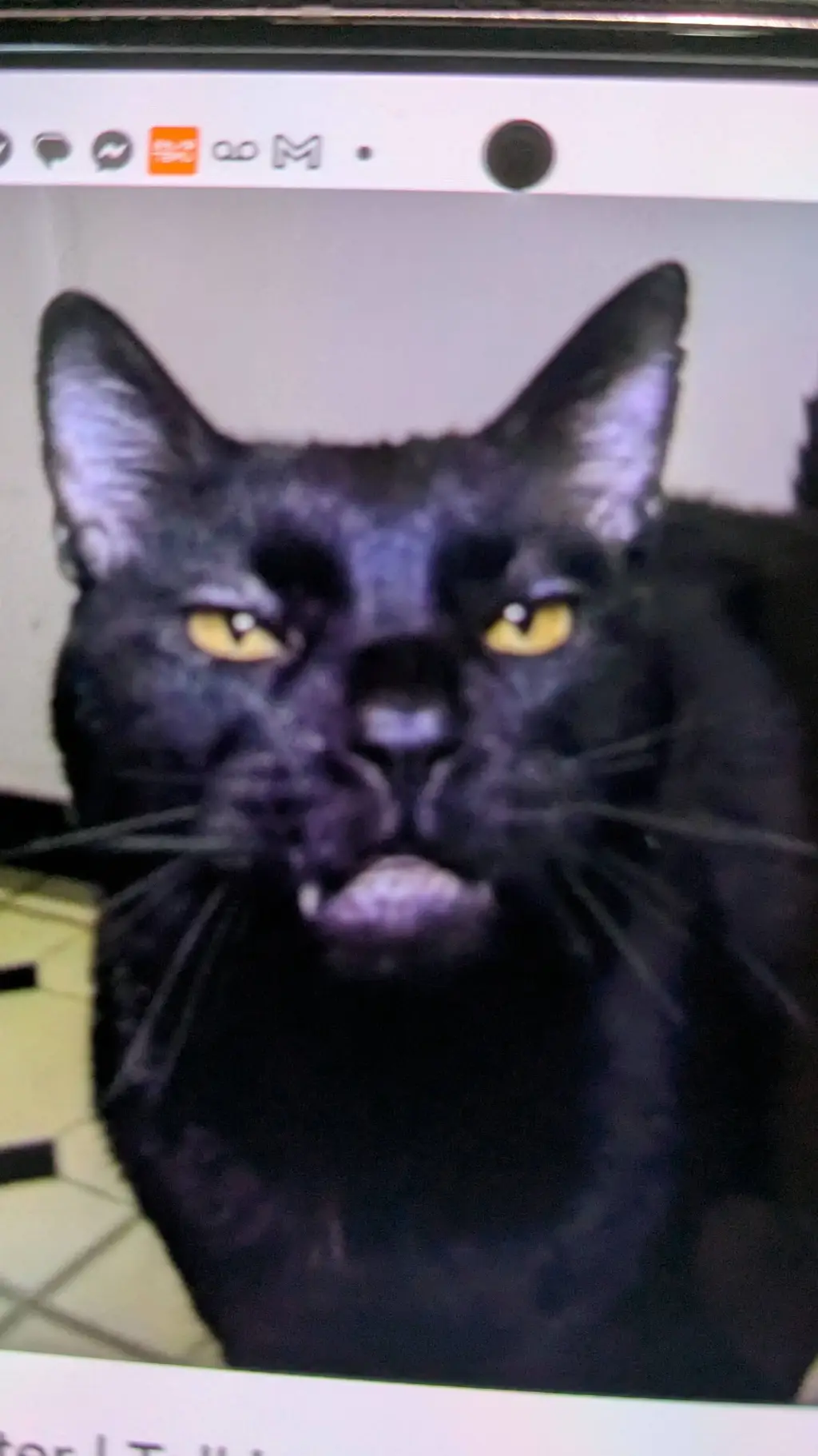 ai character: Sylvester 🥳 background