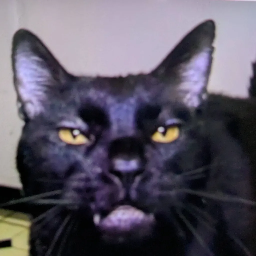 chat with ai character: Sylvester 🥳