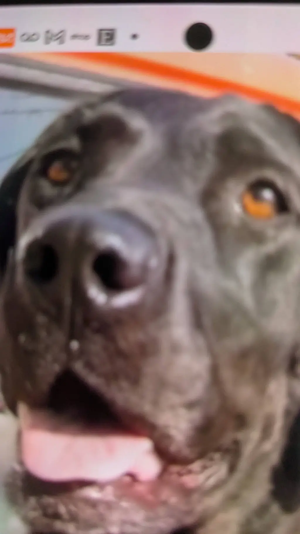 ai character: Shelby💗 background