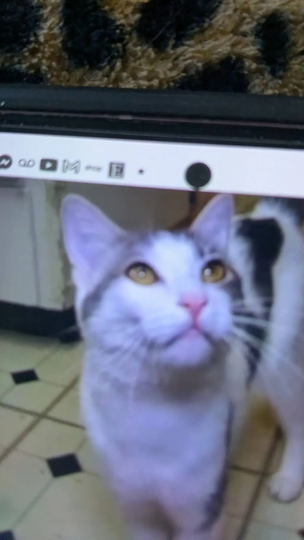 ai character: random Kitty background