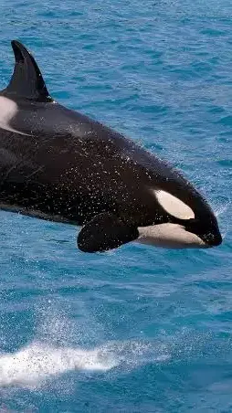 ai character: Shamu background