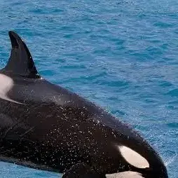 chat with ai character: Shamu