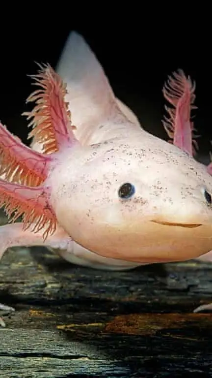 ai character: Axolotl vs Raccoon background