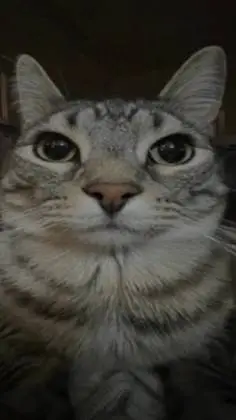 ai character: Cat background