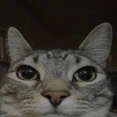 chat with ai character: Cat