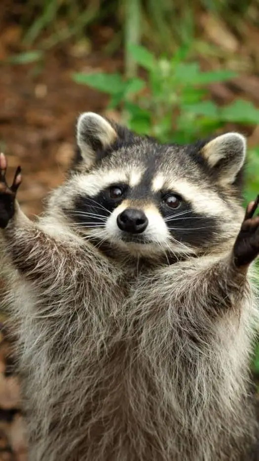 ai character: Raccoon background