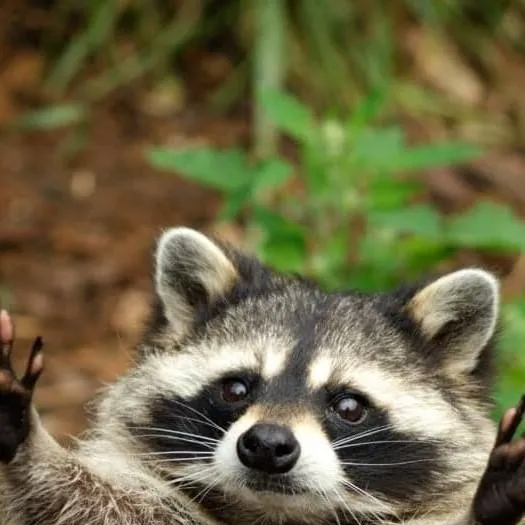 chat with ai character: Raccoon