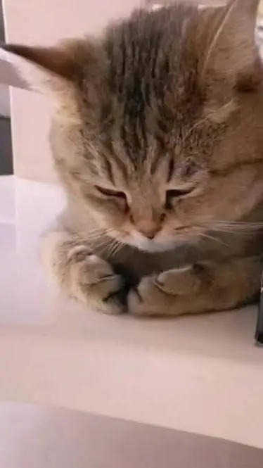 ai character: Sad cat background