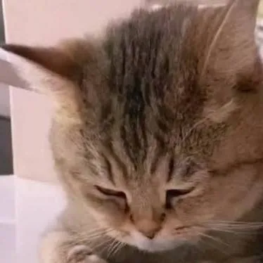 chat with ai character: Sad cat