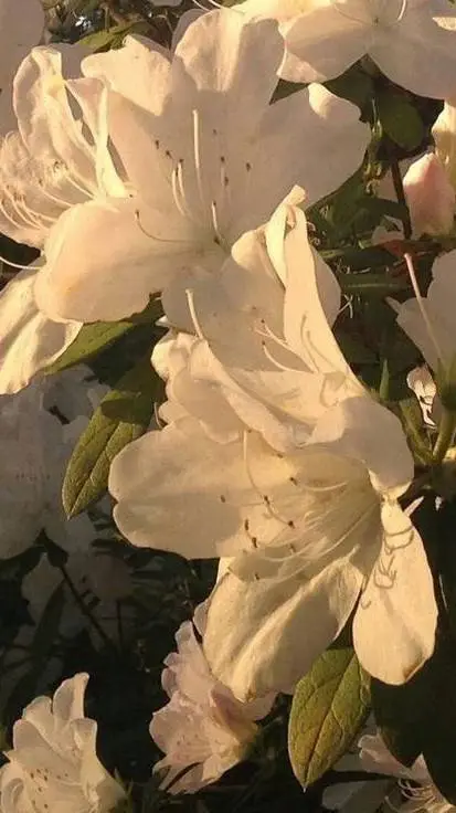 ai character: KNY ROYAL!  background