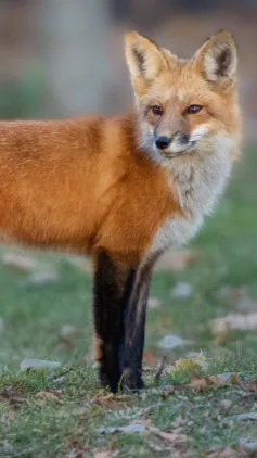 ai character: Terria  background