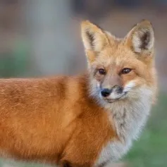 chat with ai character: Terria 