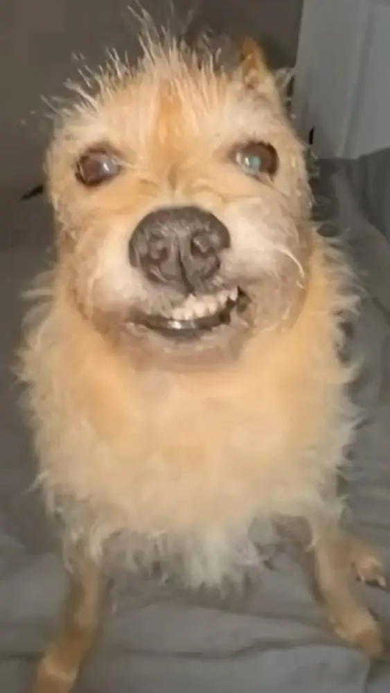 ai character: Jujutsu bro background