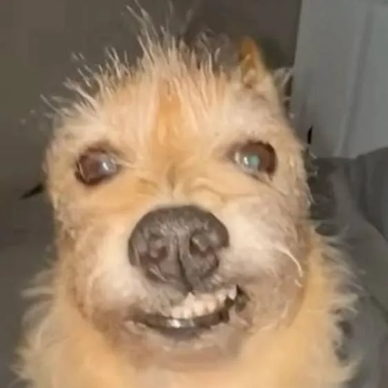 chat with ai character: Jujutsu bro